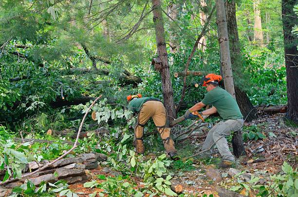 Large Tree Removal in Montesano, WA